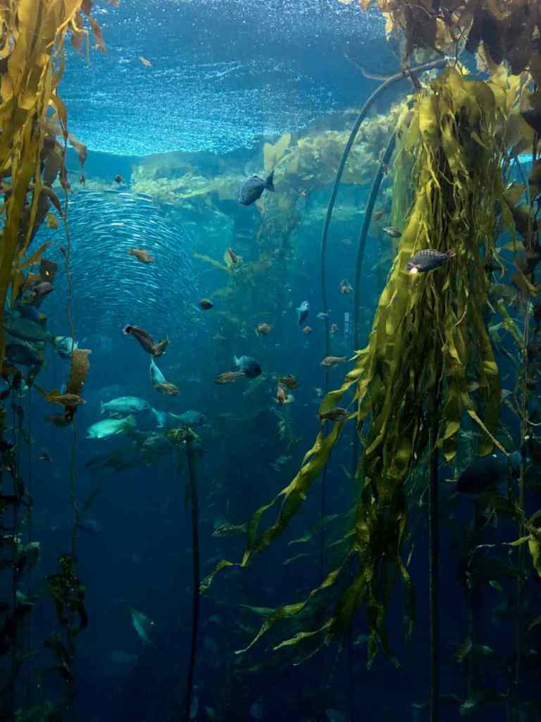 O Que É e Para Que Serve o Kelp