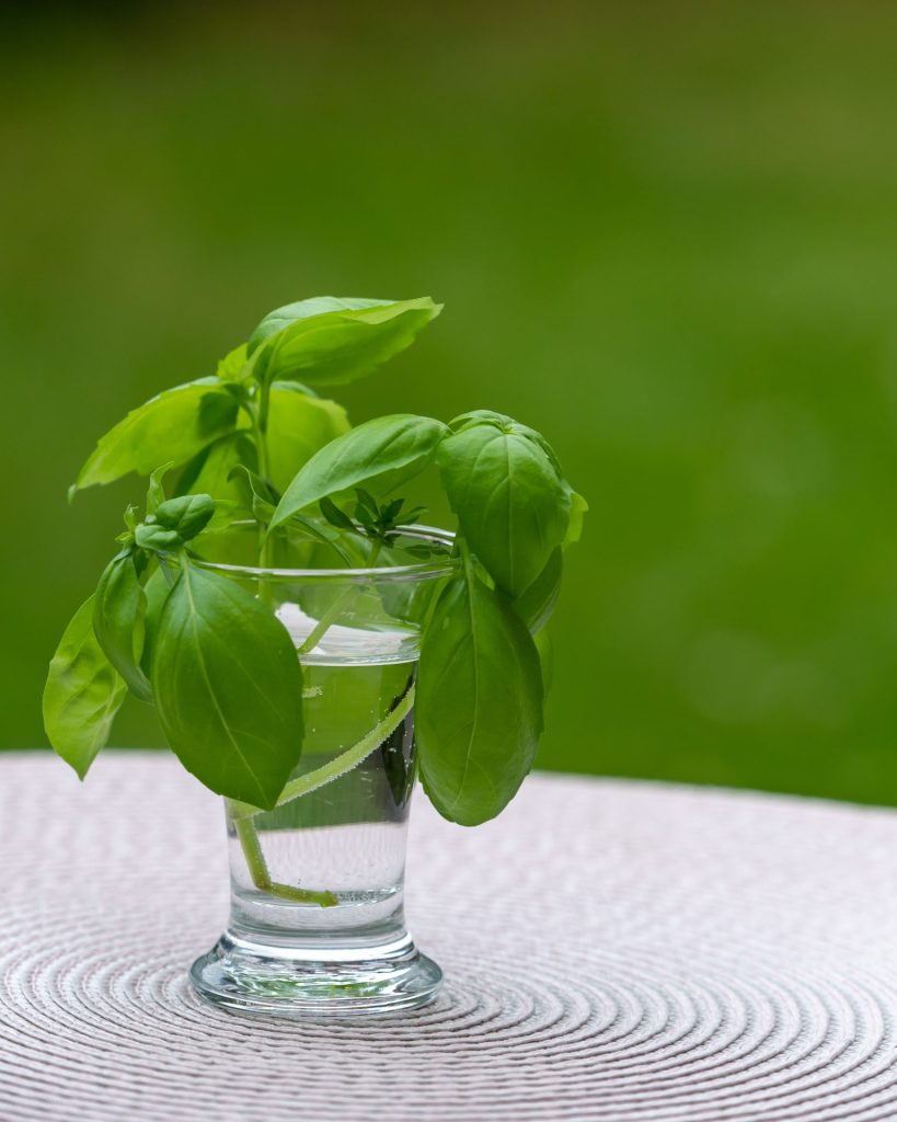 ervas aromáticas que você pode cultivar na água