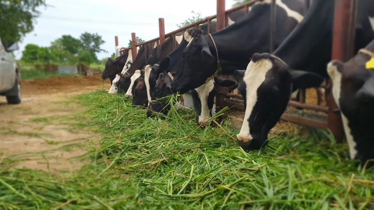 Como Formular Rações para Vacas Leiteiras: Guia Prático