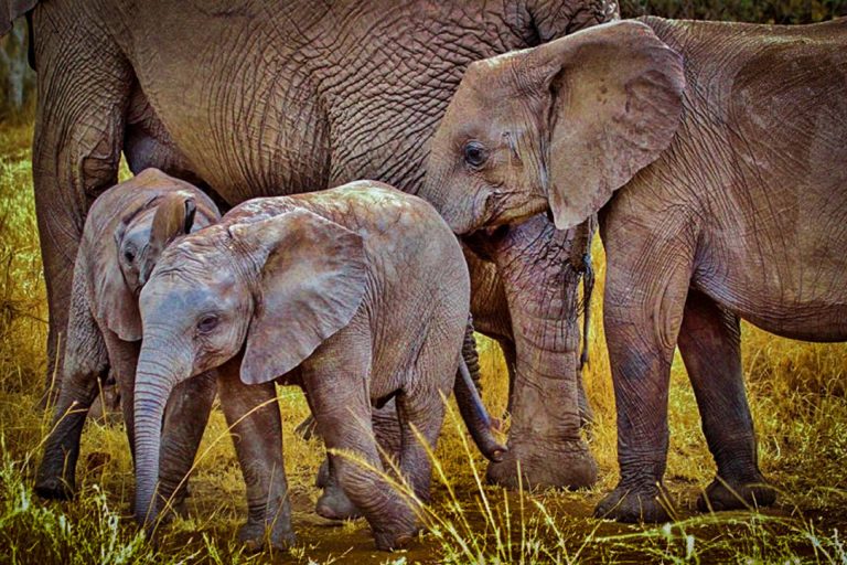 Mamíferos e Aves Lidam Melhor com as Mudanças Climáticas