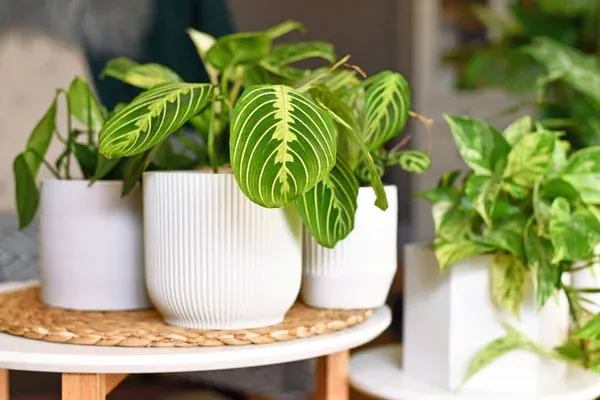 Maranta leuconeura a planta de oração