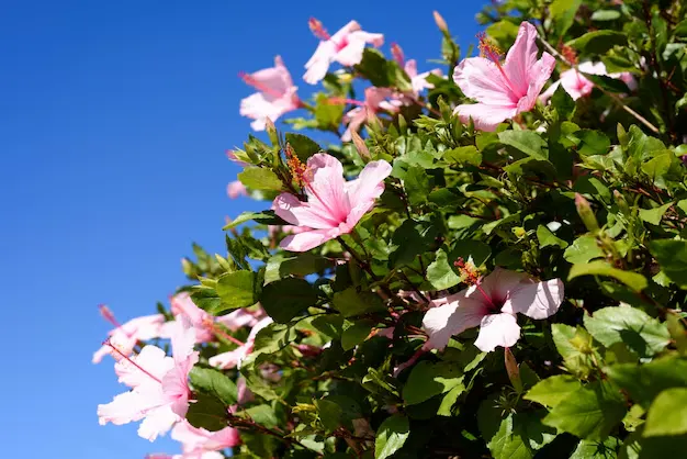 dicas para cultivo da Azaléia