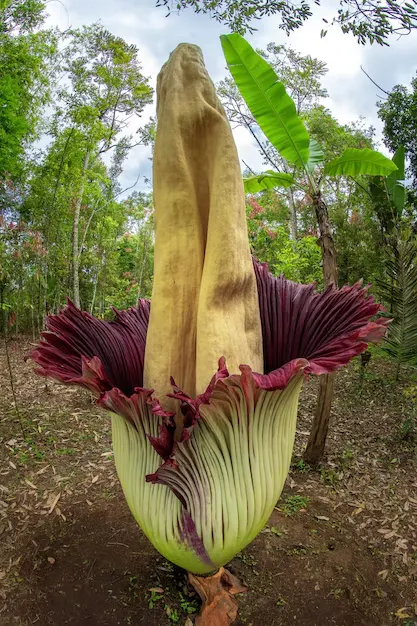 flor-cadaver-amorphophallus-titanum