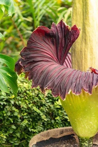 flor-cadaver-amorphophallus-titanum