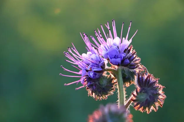 Centaurea Os tipos, características, cuidados e benefícios