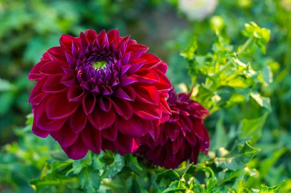 Dália dicas de solo, rega, adubação e usos na decoração externa