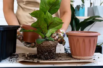 Ficus Lyrata plantado em vaso pequeno recebendo cuidados
