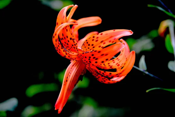 Lírio-tigre 9 cuidados para garantir a exuberância das suas cores