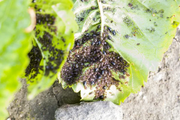 Plantas de jardim como identificar e combater as 5 pragas conhecidas