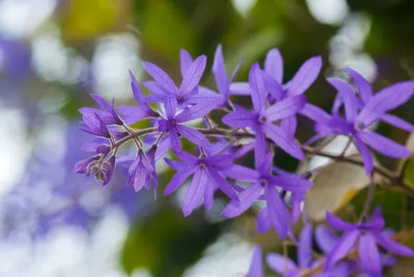 Trepadeia Flor-de-são-miguel