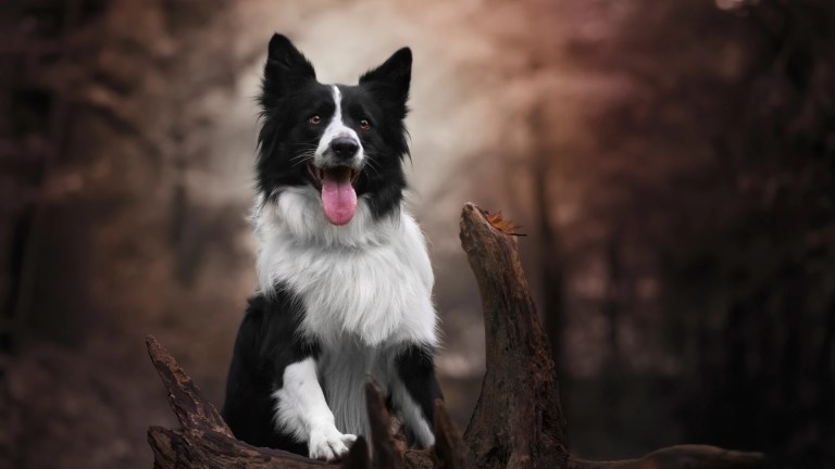 Border Collie da Rainha Vitória: O Amor Real por Sharp e Outros Cães