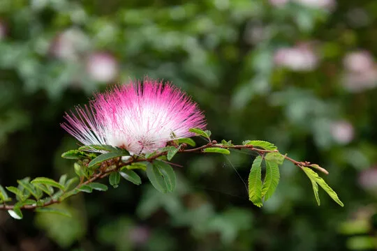 Esponjinha (calliandra brevipes)