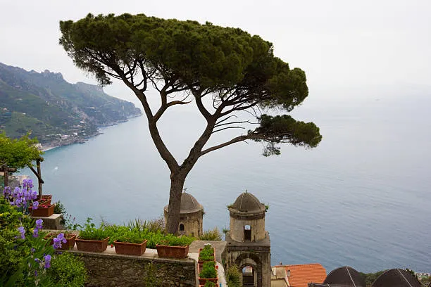 Pinheiro-manso (Pinus pinea)