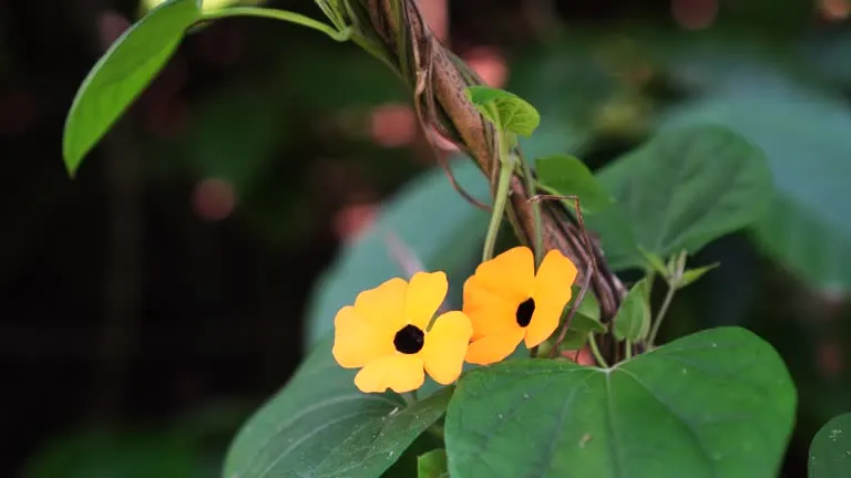 Suzana-dos-olhos-negros 6 dicas para a trepadeira Thunbergia alata