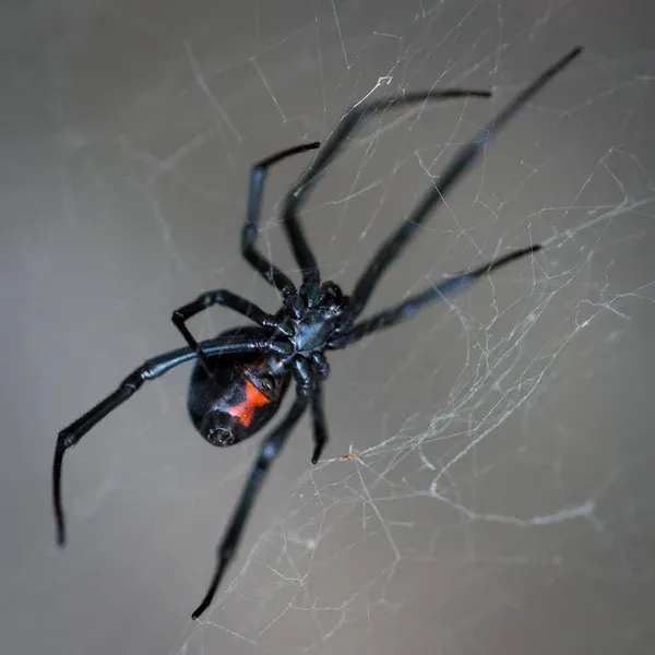 Aranha Viúva Negra