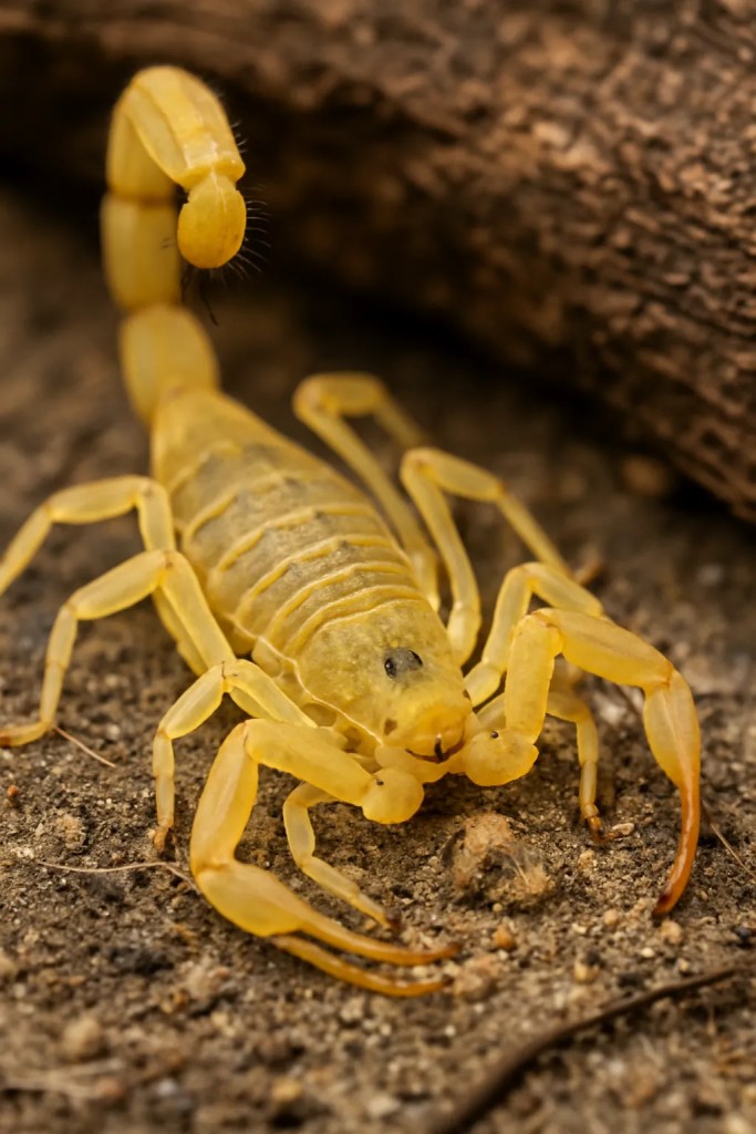 Os tipos de escorpiões brasileiros e como se prevenir de acidentes (