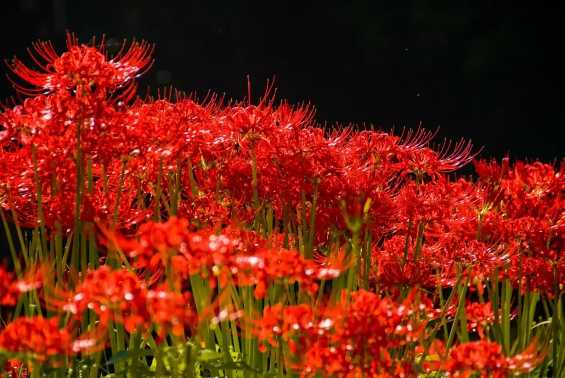 Lírio-aranha: conheça a flor exótica e saiba como cultivar