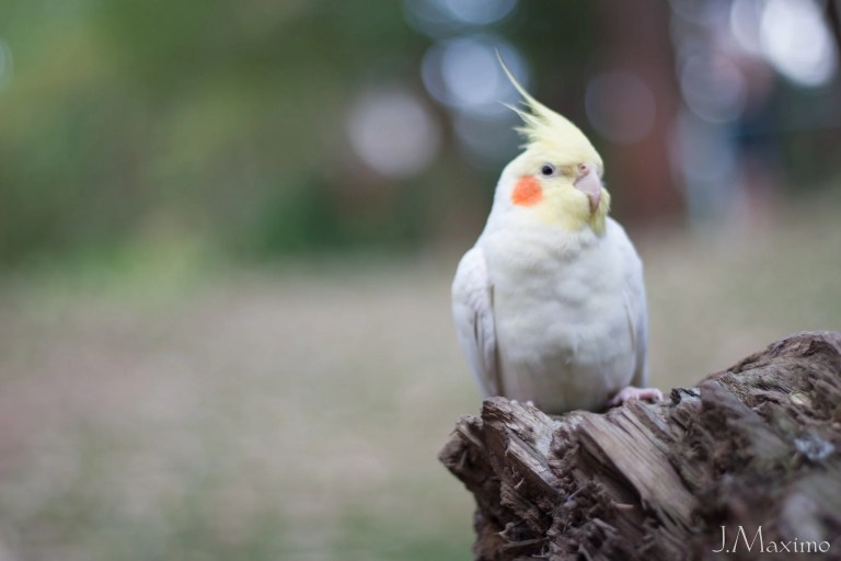 Tudo sobre calopsitas – Guia completo para quem quer criar essa ave encantadora