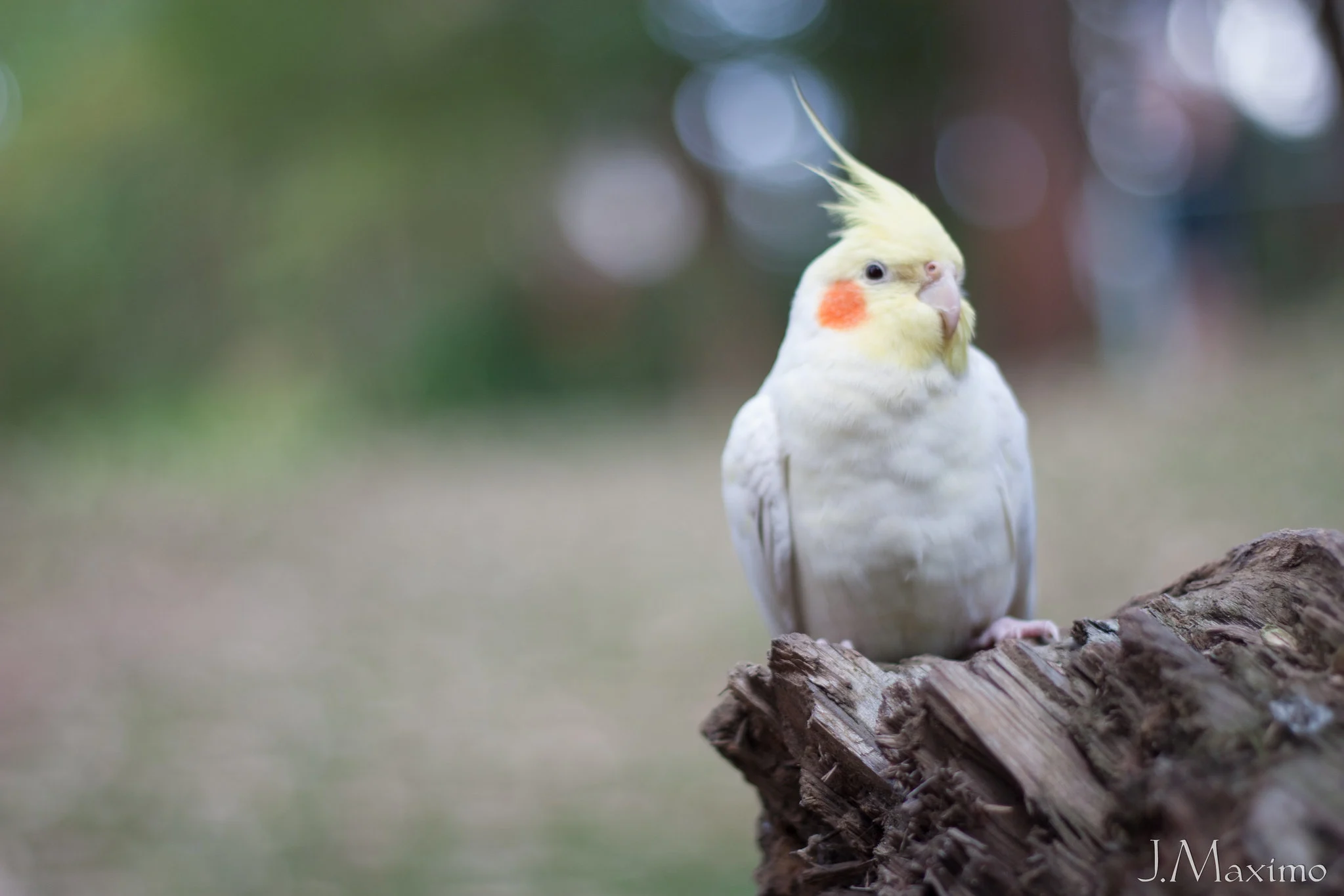 Tudo sobre calopsitas – Guia completo para quem quer criar essa ave encantadora