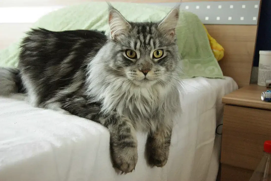 Gatos gigantes: conheça as raças Maine Coon e Savannah