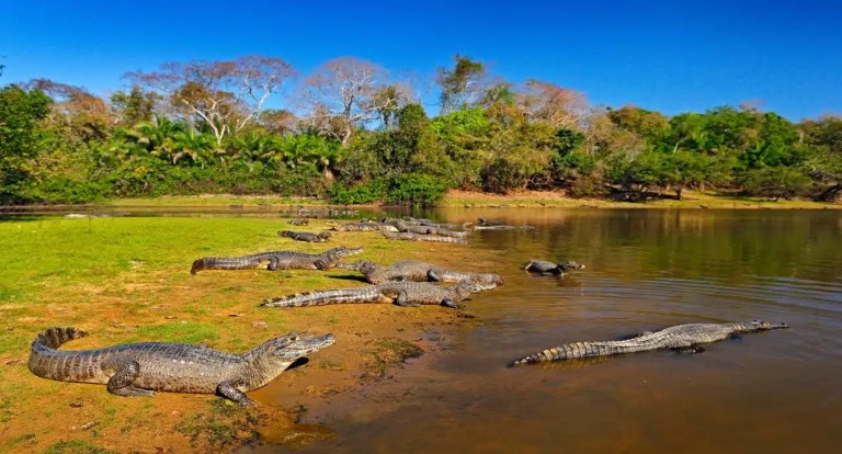 crocodilos
