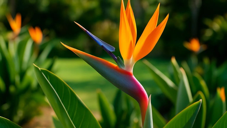 4 razões para incluir estrelícia no jardim e criar um clima de paraíso tropical