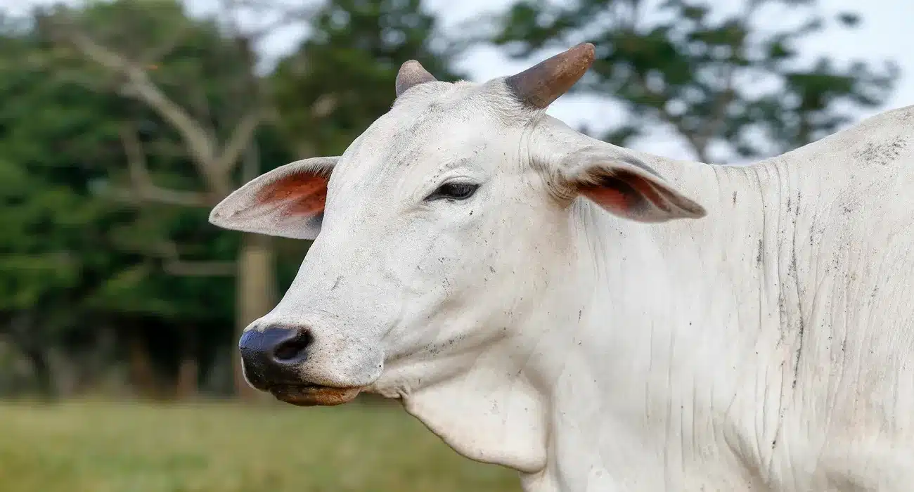 vaca