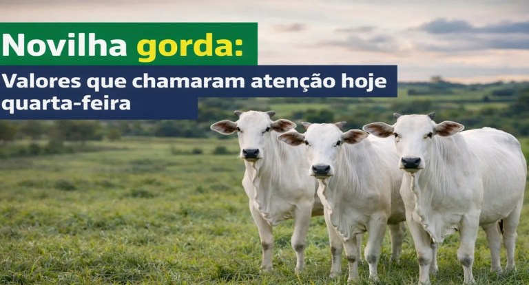 novilha