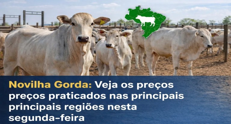 novilha