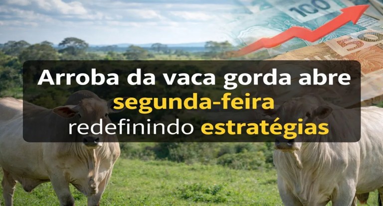 vaca