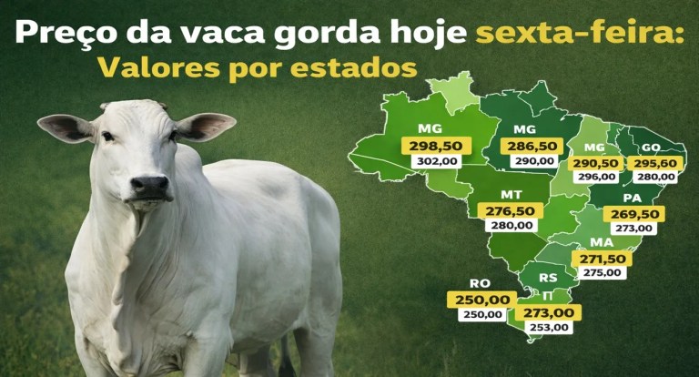 vaca