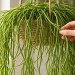 3 formas de conduzir o cacto-macarrão para formar ramos longos e pendentes