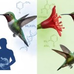 Adaptações genéticas das aves evitam diabetes e obesidade