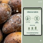 Descoberta revela consumo de álcool por chimpanzés na selva