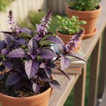 Manjericão: O segredo da cor vibrante do Manjericão Roxo