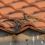 Pássaro pardal: segredo por trás da ave que domina cidades