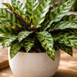 Pouca gente conhece a calatheia lancifolia, mas a luz incorreta apaga o desenho das folhas rapidamente