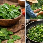 Ora-pro-nóbis - Pereskia aculeata