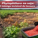 Phytophthora
