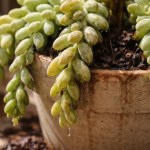 5 sinais sutis da suculenta rabo-de-burro que revelam excesso de água