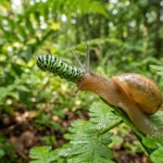 A descoberta bizarra do Leucochloridium paradoxum nos jardins