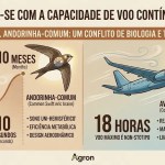 A surpresa da capacidade de voo contínuo de 10 meses