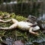 A tática do modo avião extremo que chocou cientistas