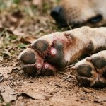 Bicho-de-pé em cachorro: o segredo oculto sob a pele do pet