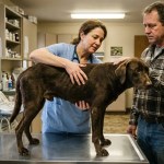 Cachorro emagrecendo pode indicar riscos graves à saúde