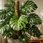 Costela-de-adão Onde posicionar para ter folhas gigantes, recortadas e com aparência exuberante