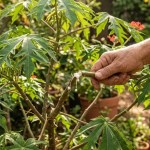 Jatropha multifida: o segredo por trás do merthiolate natural