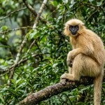Langur dourado: o segredo do primata que evita os humanos