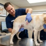 Manchas vermelhas na pele do cachorro: o sinal oculto.