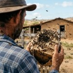 Marimbondos e o segredo de coragem do Rei das Vespas